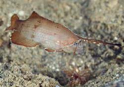 Peacock Razorfish.
Wori Bay, N. Sulawesi.
60mm. by Mark Thomas 